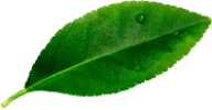 leave__0001_Layer-3.png