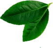 leave__0002_Layer-4.png