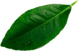 leave__0003_Layer-8.png